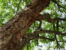 Tree view.JPG